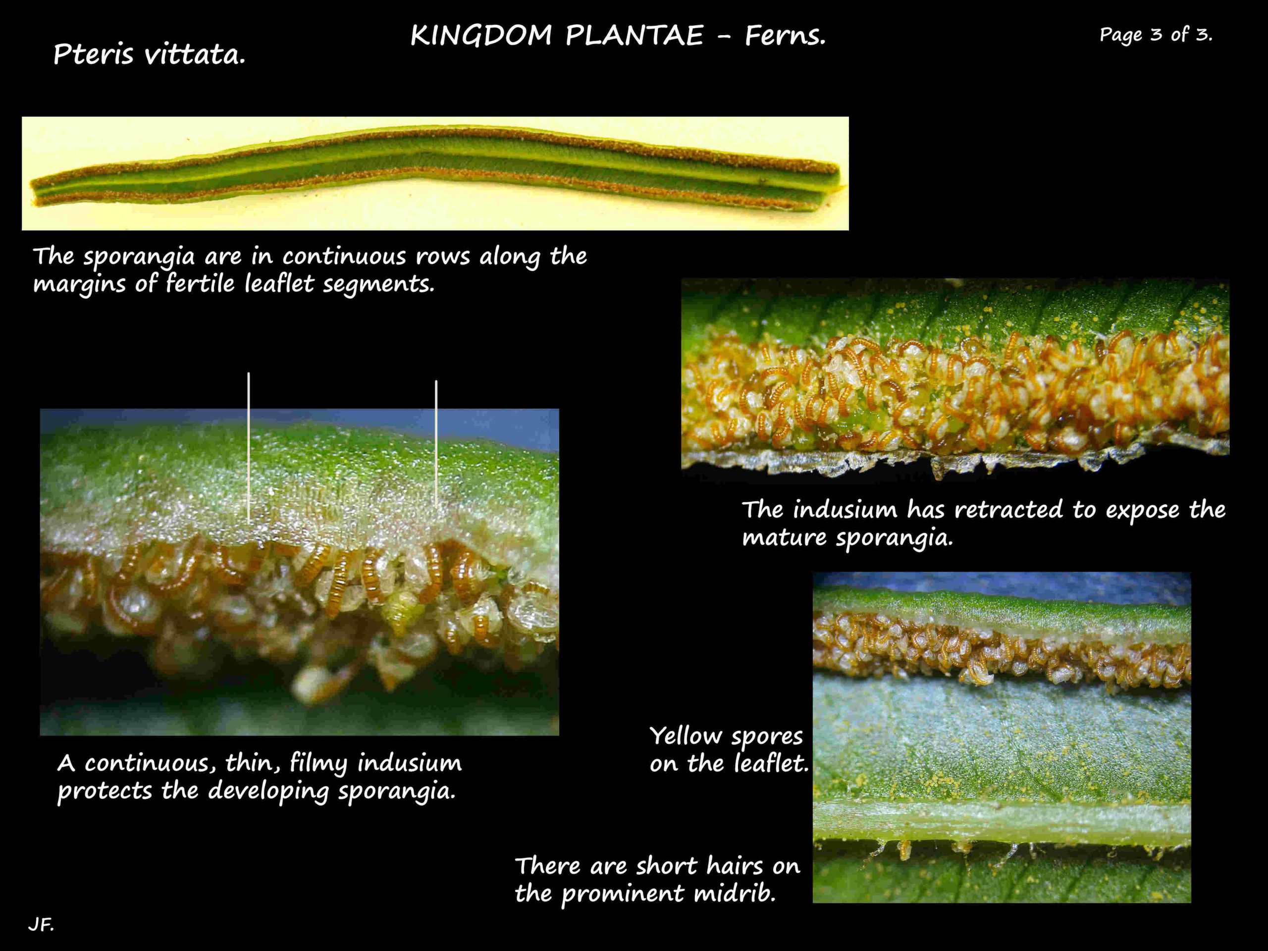 3 Sporangia & indusion in Pteris vittata